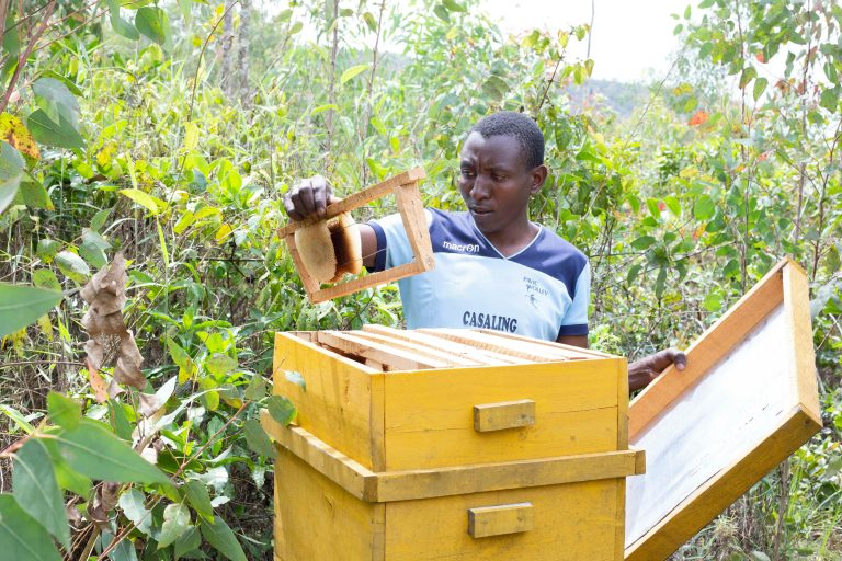 Beekeeping for Change: How Honey is Creating Sustainable Incomes