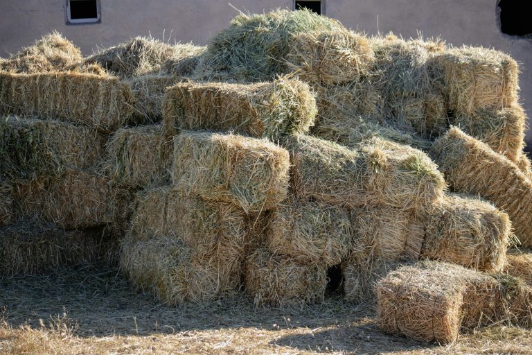 How X-Tozi Grass is Transforming Hay Production in Kibwezi