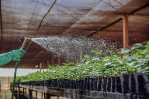 Tree Seedlings