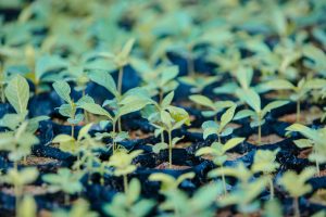 Tree Seedling Nursery